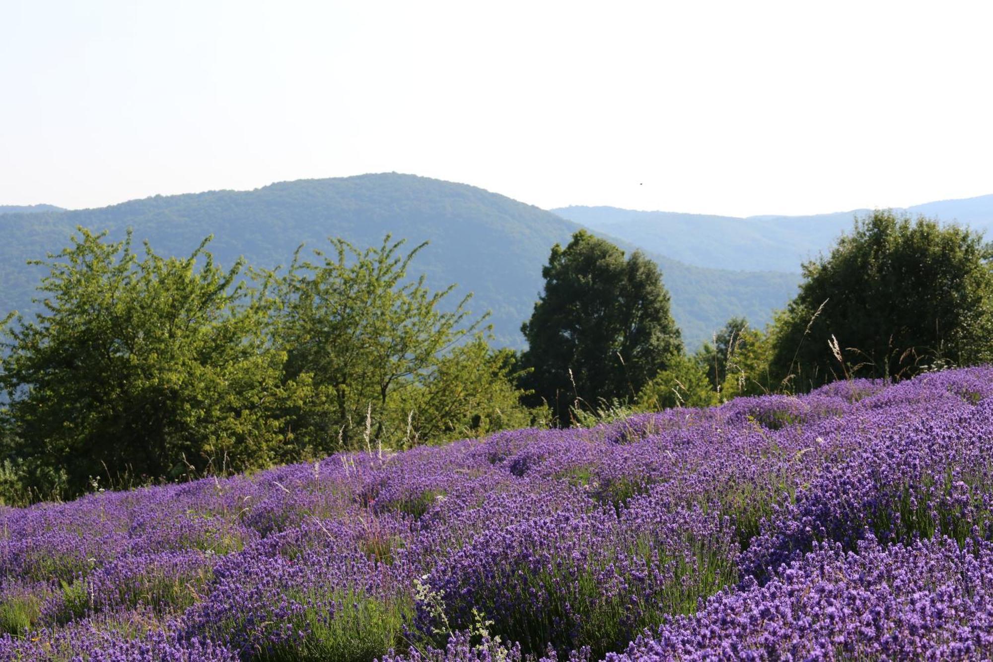 Kuca Za Odmor Koprivnjak Tomasevci Exterior foto